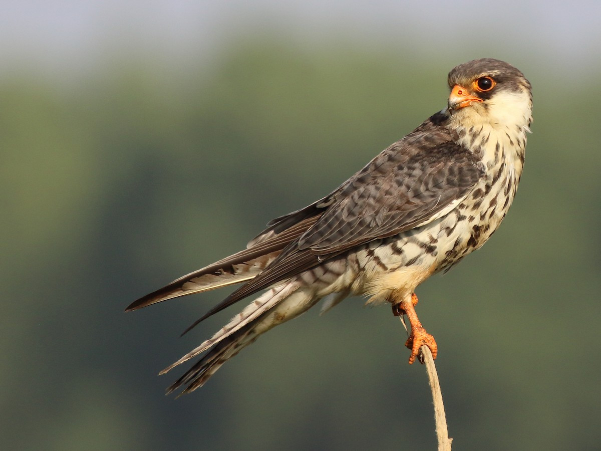 Cắt Amur (Falco amurensis) dài 26-30 cm, sinh sản ở những cánh rừng đầm lấy Siberia và Bắc Trung Quốc, di trú tới tận phía Nam châu Phi để trú đông. Khác với các loài chim cắt thông thường, chúng có tập tính tập hợp thành đàn.