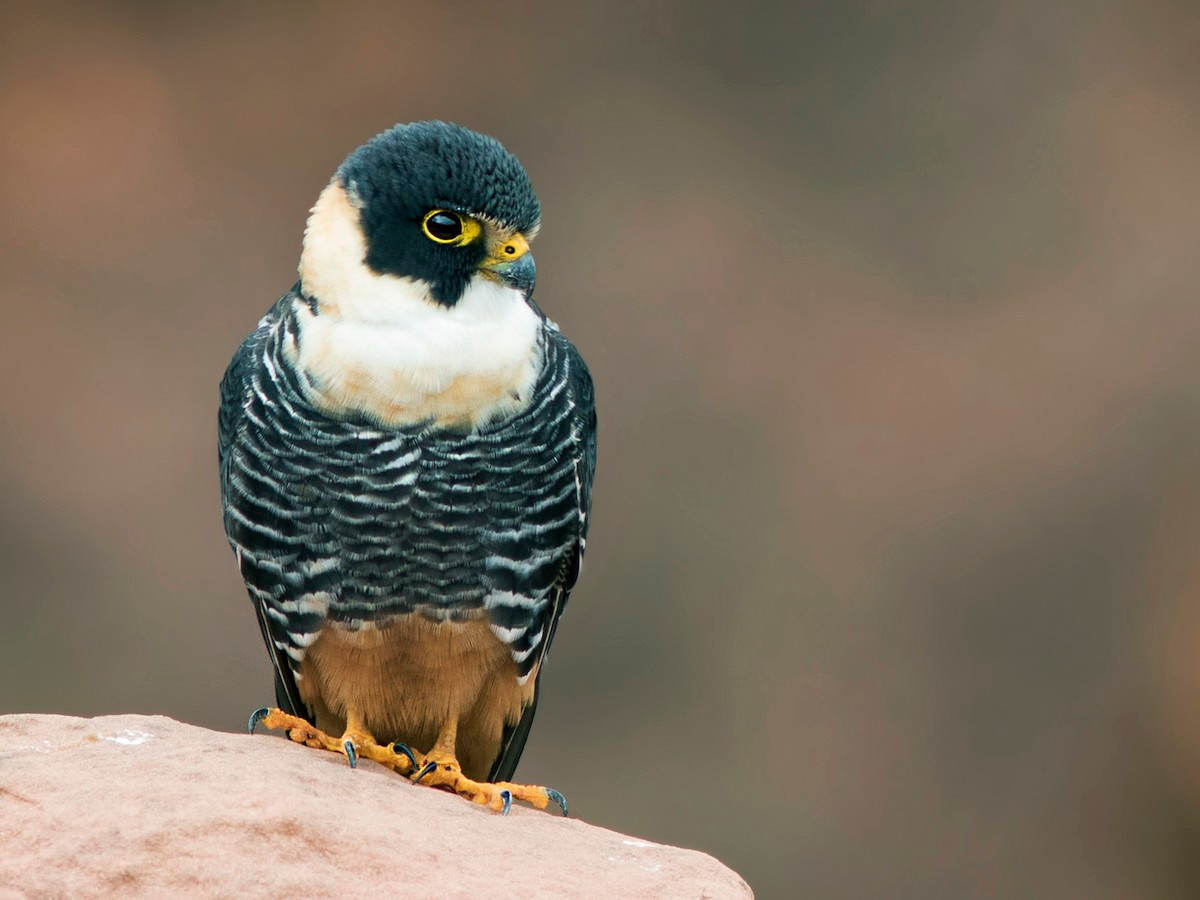 Cắt dơi (Falco rufigularis) dài 23-30 cm, phân bố từ Mexico đến Argentina. Loài chim cắt bay cực nhanh này săn chim, dơi và những côn trùng lớn vào lúc chập choạng tối. Ảnh: eBird.