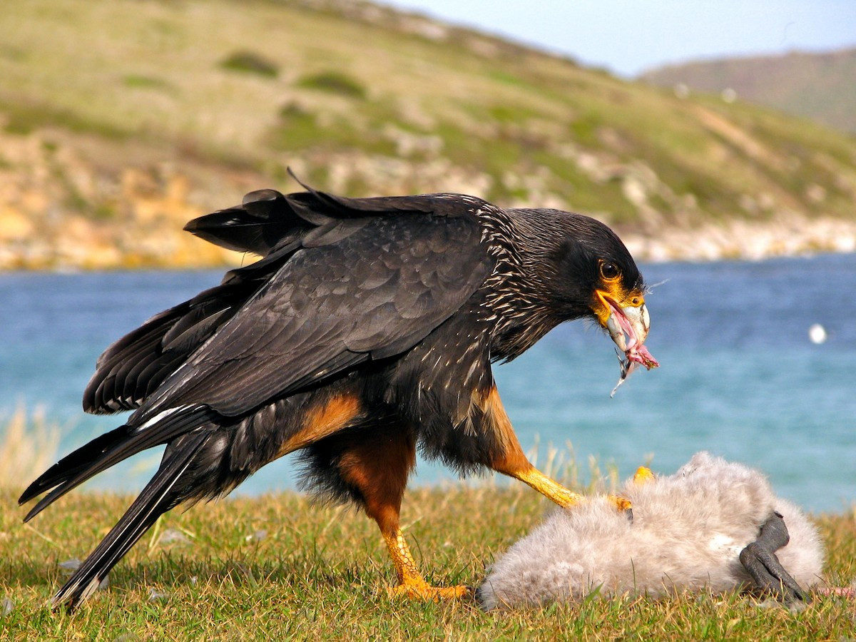 Cắt Caracara sọc mảnh hải đảo (Phalcoboenus australis) dài 53-62 cm, sống ở quần đảo Falkland, phía Đông Argentina. Loài chim tào tợn này thường tấn công cừu non nên đã trở thành đối tượng bị nông dân địa phương tiêu diệt.