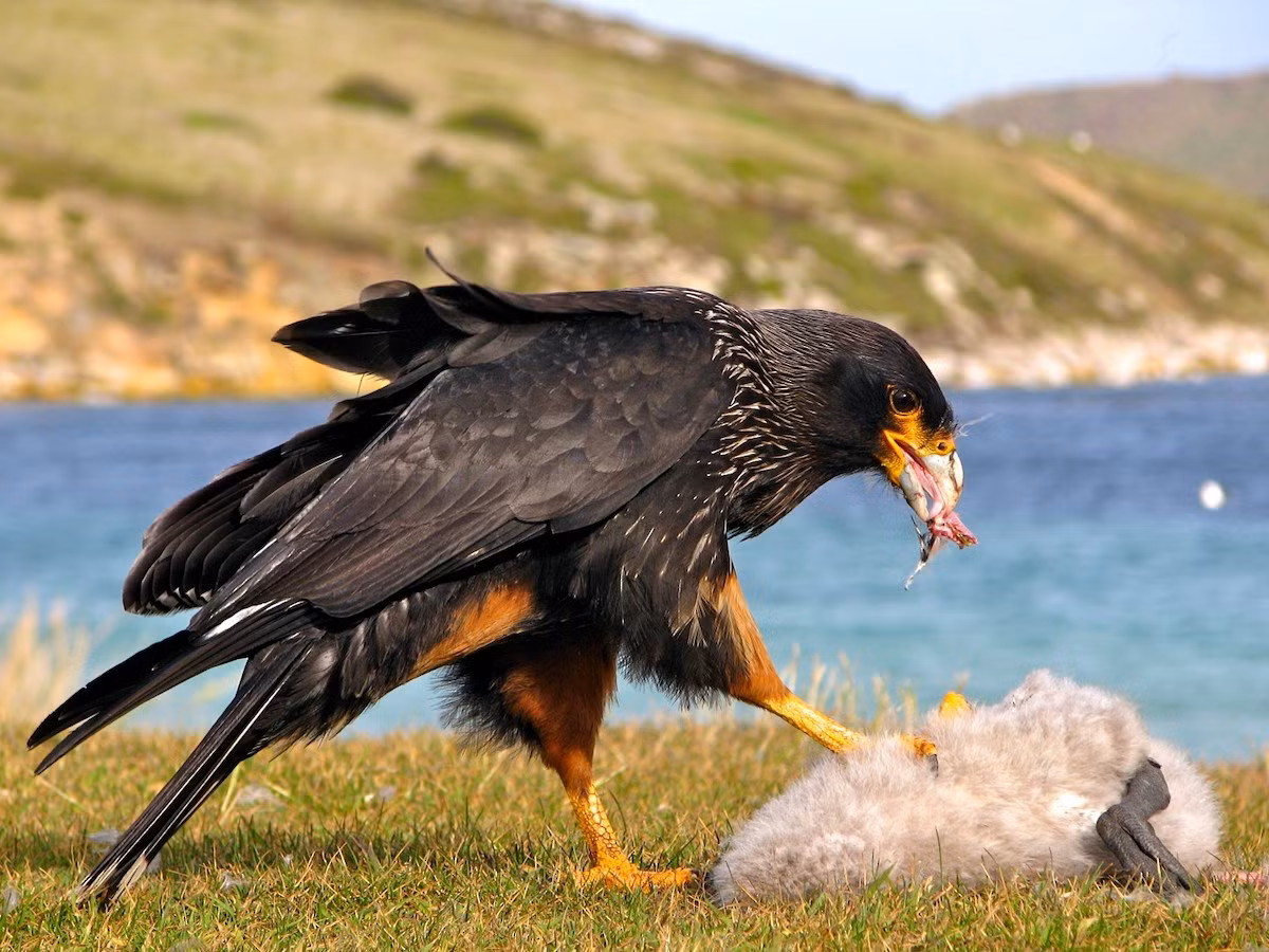 Cắt Caracara sọc mảnh hải đảo (Phalcoboenus australis) dài 53-62 cm, sống ở quần đảo Falkland, phía Đông Argentina. Loài chim tào tợn này thường tấn công cừu non nên đã trở thành đối tượng bị nông dân địa phương tiêu diệt.