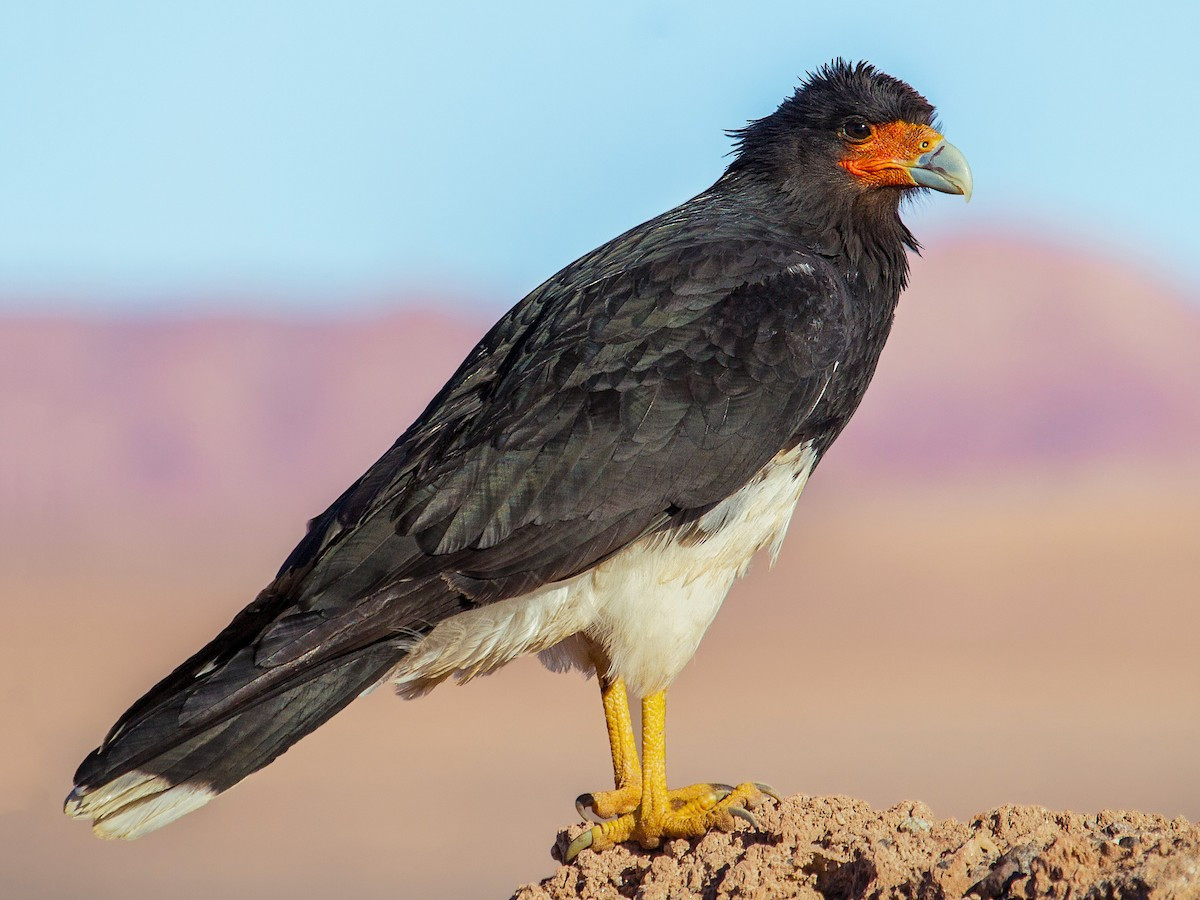 Cắt Caracara núi Andes (Phalcoboenus megalopterus) dài 48-53 cm, sống ở dãy núi cao Andes, khu vực Trung và Nam Mỹ. Loài này ăn thịt thối, nhưng cũng săn cả các con mồi nhỏ. Chúng có chân dài hơn các loài cắt Caracara họ hàng.