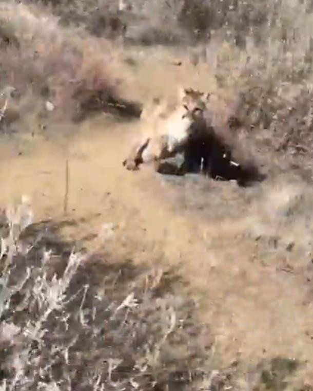 Bi su tu duoi sat nut, nguoi dan ong nhanh tri lam hanh dong nay-Hinh-2