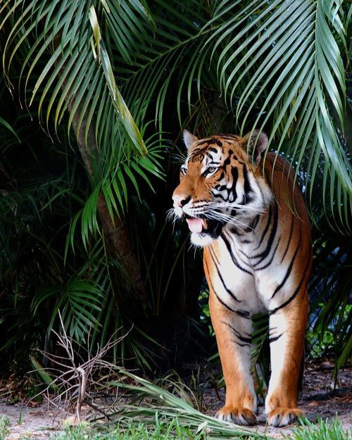 Lĩnh Nam chích quái chép: “Dân phải lập đền thờ, hàng năm đến ngày 30 tháng Chạp, theo lệ phải mang người sống đến nộp, mới được yên ổn. Dân thường gọi là Xương Cuồng”. Xương Cuồng chính là thần Hổ theo tín ngưỡng người Việt xưa.