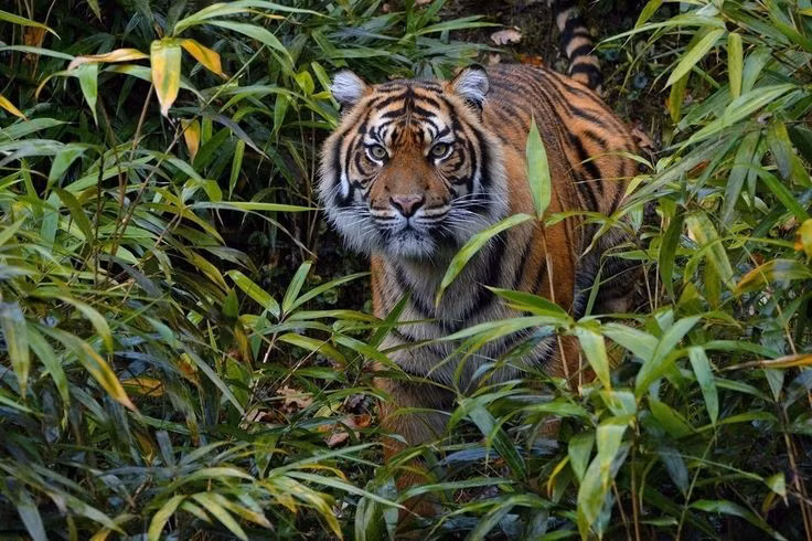 Theo một cách lý giải khác, vào thì đêm 30 Tết, dân đồng rừng, ven núi ở Việt Nam xưa tục đốt pháo, khua phèng la, chũm chọe, vung đồng để đuổi hổ về rừng với hi vọng đón một năm mới không có bóng dáng con vật này. Tựu chung, cả hai cách lý giải đã đề cập đều liên quan đến 30 Tết.