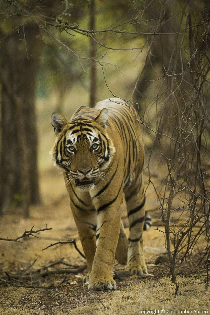 Thuyết được nhiều người biết đến nhất dựa theo những gì được ghi trong sách Lĩnh Nam Chích Quái, có từ thời Trần. Theo cuốn sách này, người Việt thời Văn Lang có tục làm lễ tế hổ vào 30 Tết.