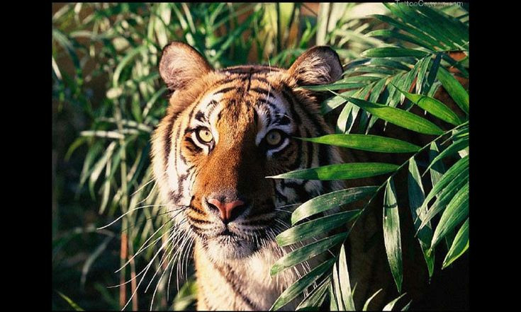 Hổ ngoài đời là con vật hung dữ, nhưng khi thể hiện qua hình tượng nghệ thuật, loài mèo lớn này còn mang cả yếu tố tâm linh, được thần thánh hóa, vẽ thành tranh thờ cúng.