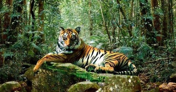 Điều này lý giải vì sao ở đồng bằng sông Cửu Long ngày nay có rất nhiều đình, miếu thờ hổ. Các công trình đó chính là chứng tích về một quá khứ rừng thiêng nước độc của vùng đất này.