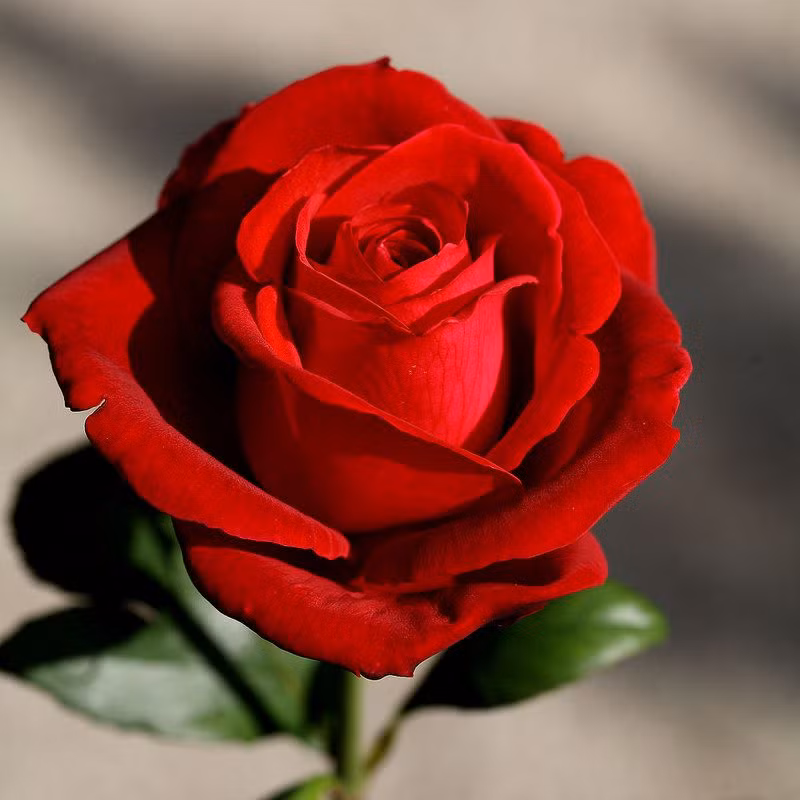 Hoa hồng thanh cao được chọn làm hoa để cúng ở chùa chiền, đền miếu và trên bàn thờ tổ tiên.