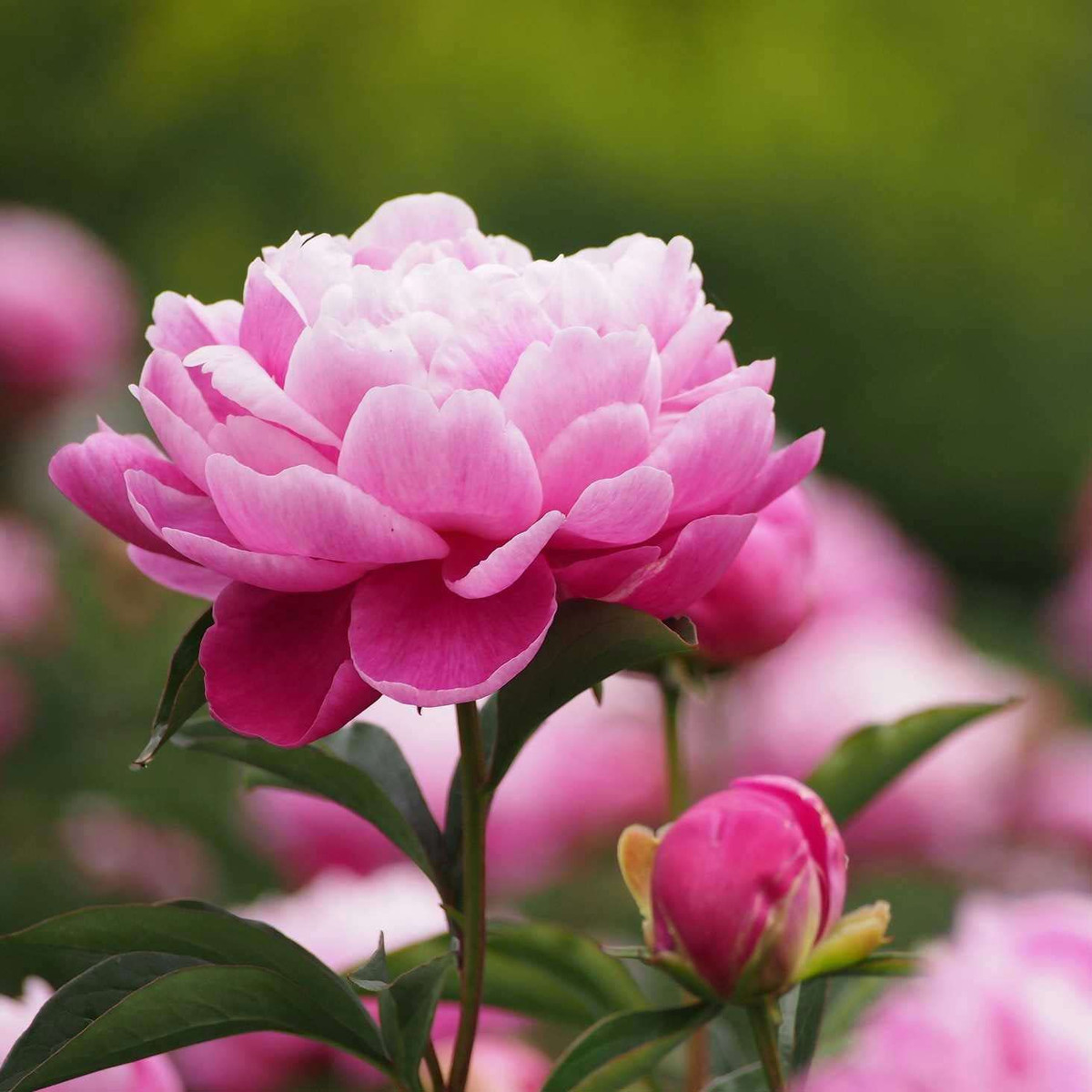 Mẫu đơn là “thiên hương quốc sắc” và theo tích của Trung Hoa, là loài hoa không chịu tù hãm trong vườn của đám vương quyền mà đem sắc đẹp, hương thơm ban cho mọi người. Vì thế mẫu đơn được nhiều nhà Nho khẳng khái ưa trưng trong ngày Tết.