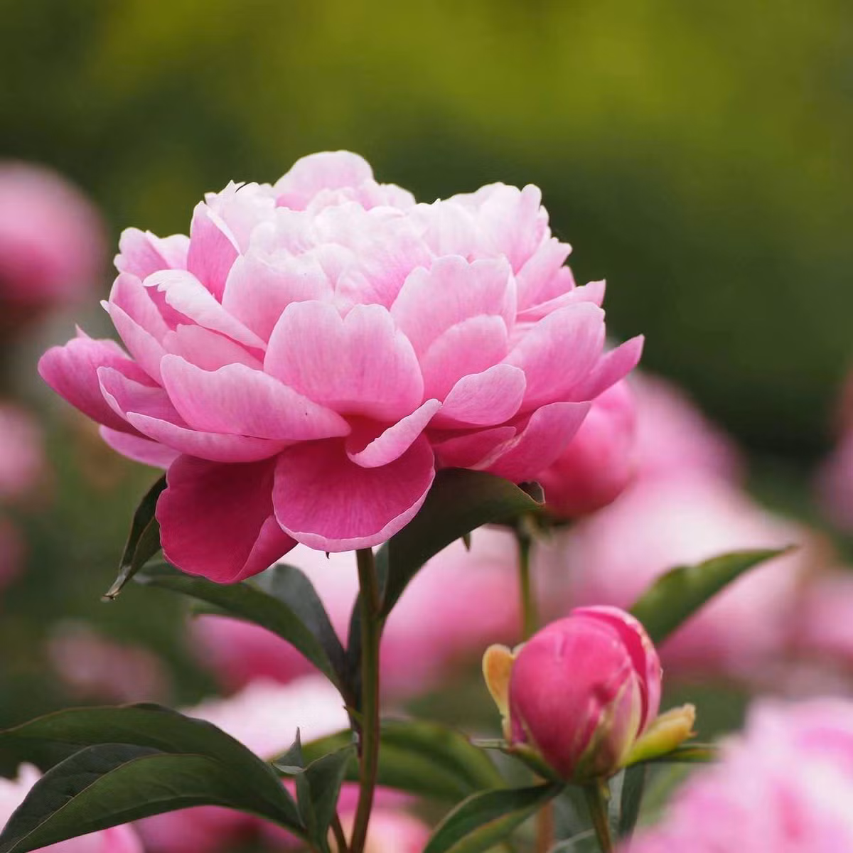 Mẫu đơn là “thiên hương quốc sắc” và theo tích của Trung Hoa, là loài hoa không chịu tù hãm trong vườn của đám vương quyền mà đem sắc đẹp, hương thơm ban cho mọi người. Vì thế mẫu đơn được nhiều nhà Nho khẳng khái ưa trưng trong ngày Tết.