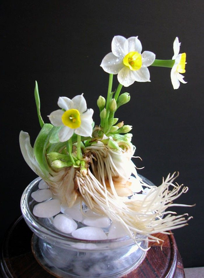 Trước Tết, người ta ra chợ Đồng Xuân mua củ sau đó cắt tỉa rồi cho vào bát men trắng. Chỉ có người nhiều kinh nghiệm mới biết cách làm cho hoa thủy tiên nở hàm tiếu đúng vào sáng mồng Một Tết.