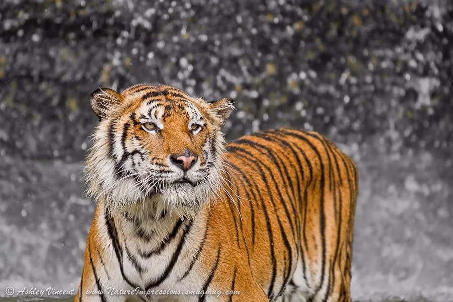 Sự kính trọng ấy đã dẫn đến việc thờ thần Hổ. Sự thờ phụng này gắn với các truyền thuyết dân gian rằng ở mỗi cụm rừng đều có một vị chúa tể chốn sơn lâm, được coi là thần Hổ.