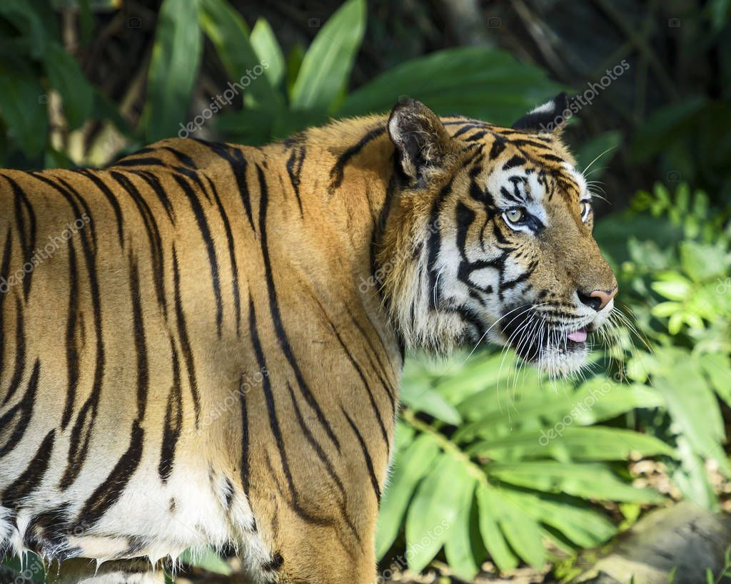 Việc thể hiện sự tôn kính với hổ cũng gắn với niềm tin rằng điều này khiến các “Ông” hổ thông cảm mà không hại người đi rừng hoặc mò vào làng bắt gia súc.