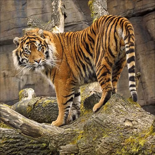 Tiếc rằng bước sang thế kỷ 21, vị thế của con hổ đã bị suy giảm thảm hại. Từ con vật được phong thần, hổ đã trở thành đối tượng săn lùng, tận diệt, đến mức không còn được ghi nhận trong các cánh rừng ở Việt Nam suốt nhiều thập niên qua.