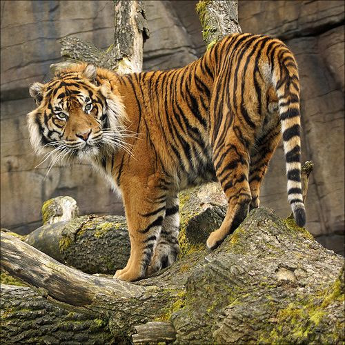 Tiếc rằng bước sang thế kỷ 21, vị thế của con hổ đã bị suy giảm thảm hại. Từ con vật được phong thần, hổ đã trở thành đối tượng săn lùng, tận diệt, đến mức không còn được ghi nhận trong các cánh rừng ở Việt Nam suốt nhiều thập niên qua.