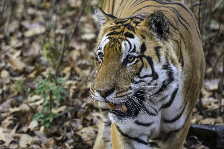 Trong các lễ hội, người thuộc họ Rvai hóa trang giống như hổ. Họ diễn lại các động tác của vật tổ với ý thức tự nhắc nhở và giáo dục những người trong cộng đồng rằng mình là con cháu của chúa tể rừng xanh.