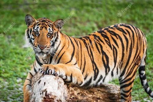 Năm nào dân bản cúng bái đầy đủ, thì không có ai mất mạng, còn không cúng thần hổ, thì mạng người phải thế cho lễ vật.