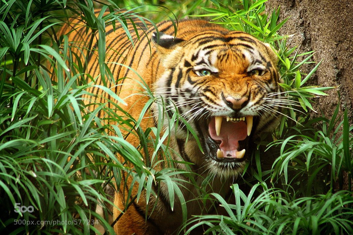 Khi đến khai phá rừng rậm, con người đã xâm phạm đến lãnh địa tôn nghiêm của hổ đã báo thù rất tàn nhẫn. Rất nhiều người đã bị hổ giết hại, khiến việc vào rừng trở thành nỗi ám ánh với cư dân. Với mong muốn loài hổ rủ lòng thương, các gia đình đã đặt hương án để thờ con hổ.