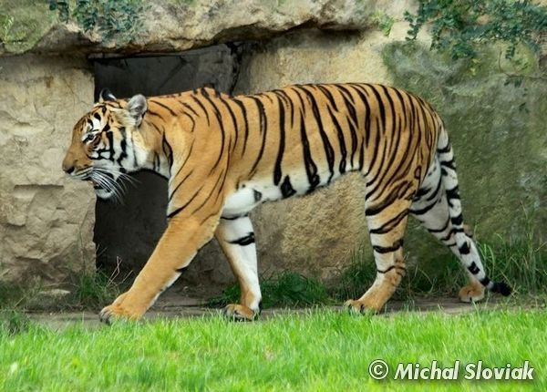 Từ cánh rừng nơi bày lễ cúng bái, tiếng gầm vang lên từ cánh rừng hoang thẳm, tĩnh mịch, khiến tất thảy đều sợ hãi. Tiếng trâu, bò rống thảm thiết rồi tắt lịm sau một cú đớp rung chuyển núi rừng.