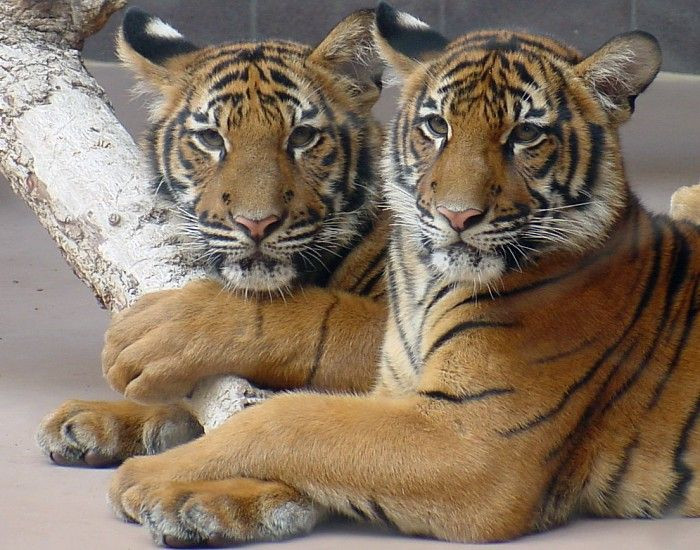 Những bản làng người Mường ở miền Tây Thanh Hóa, kéo dài từ vùng Thạch Thành lên đến Quan Hóa, Mường Lát từ lâu nay thờ hổ, tôn kính hổ như thần linh. Tục thờ của họ gắn với câu chuyện truyền kỳ được kể lại qua nhiều đời về loài hổ.