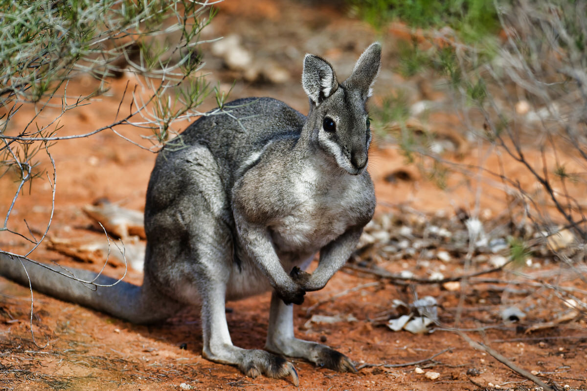 Wallaby sọc vai trắng (Onychogalea fraenata) cao 24-30 cm, tồn tại ở một khu vực nhỏ của Queensland, Australia. Loài wallaby hoạt động ban đêm này từng được cho là đã tuyệt chủng.