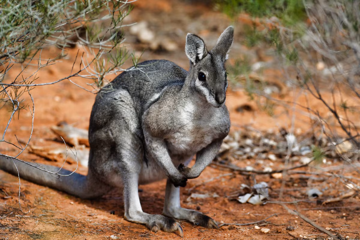 Wallaby sọc vai trắng (Onychogalea fraenata) cao 24-30 cm, tồn tại ở một khu vực nhỏ của Queensland, Australia. Loài wallaby hoạt động ban đêm này từng được cho là đã tuyệt chủng.