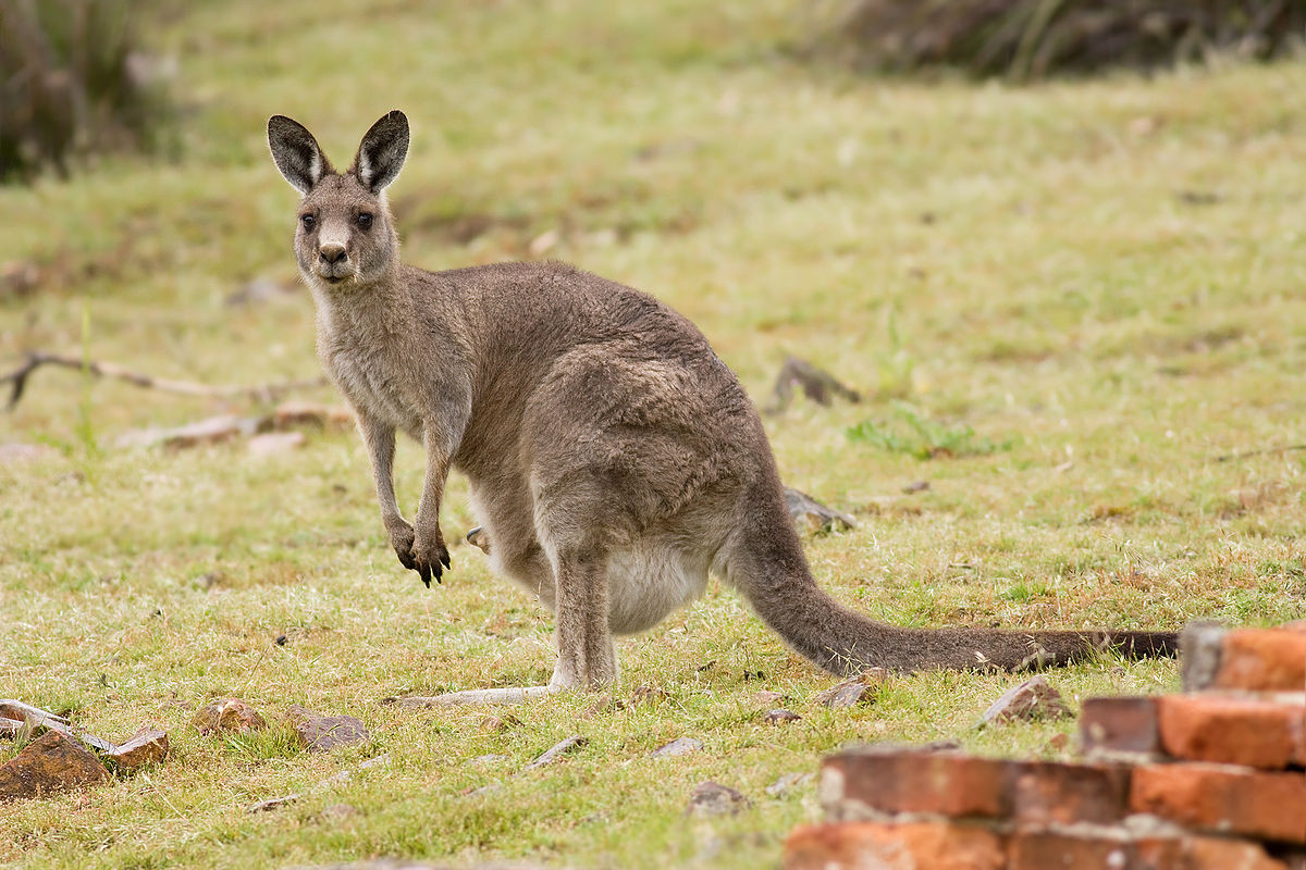 Kangaroo xám Đông Úc (Macropus giganteus) cao 0,9-1,4 mét, phân bố rộng ở Đông Australia. Loài chuột túi này sống trong sinh cảnh rừng, bụi rậm và cây bụi khô hạn. Chúng có một phân loài ở đảo Tasmania.