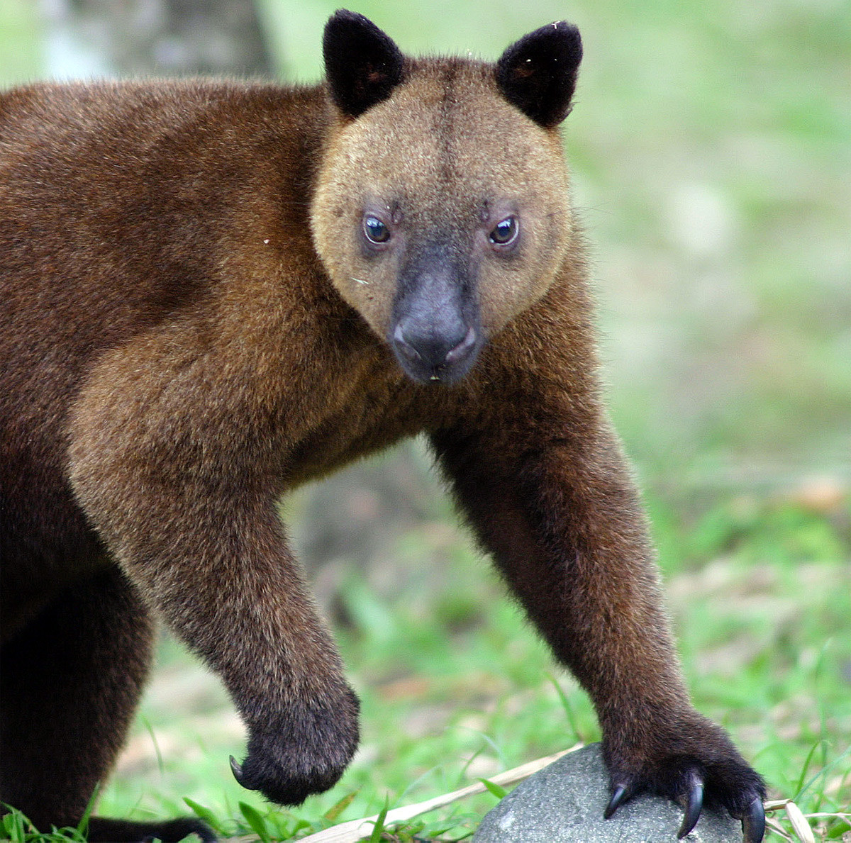 Chuột túi cây Doria (Dendrolagus dorianus) dài 51-81 cm, sống ở khu vực rừng trên núi thuộc New Guinea. Là loài thú túi sống trên cây nặng nhất, chúng thường xuyên xuống đất.