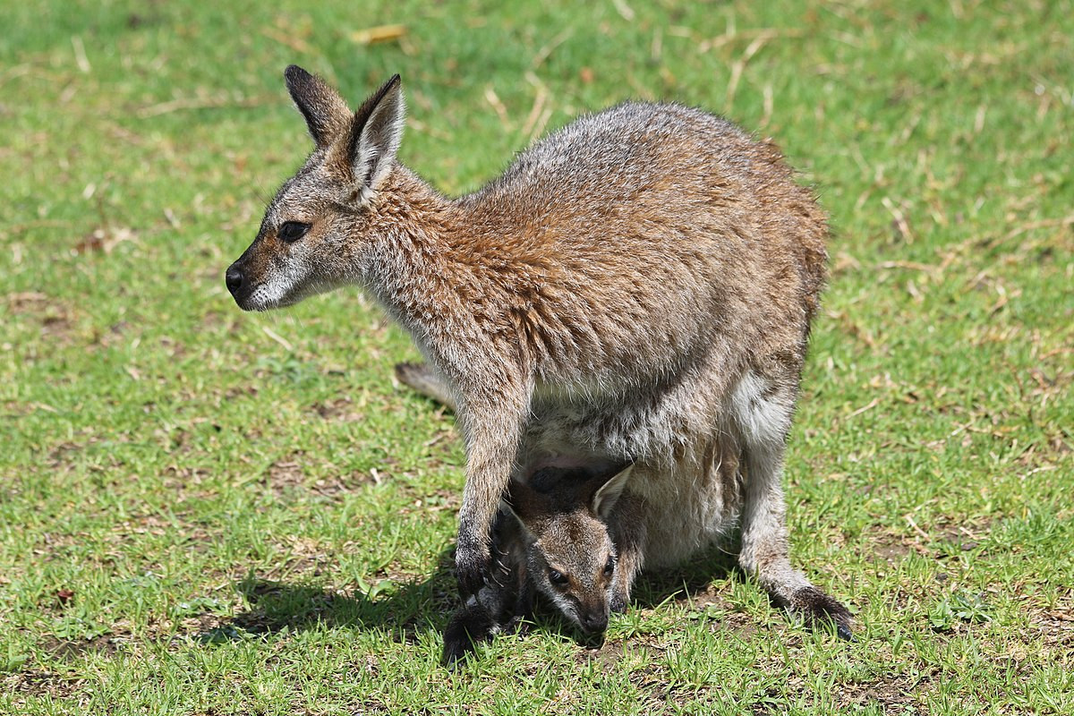 Wallaby cổ đỏ (Macropus rufogriseus) cao 66-92 cm, sống trong rừng và bụi rậm ven biển phía Đông Nam Australia, gồm cả các đảo Tasmania và vùng eo biển Bass. Wallaby là tên gọi của những loài chuột túi có ngoại hình giống kangaroo nhưng kích thước nhỏ hơn.