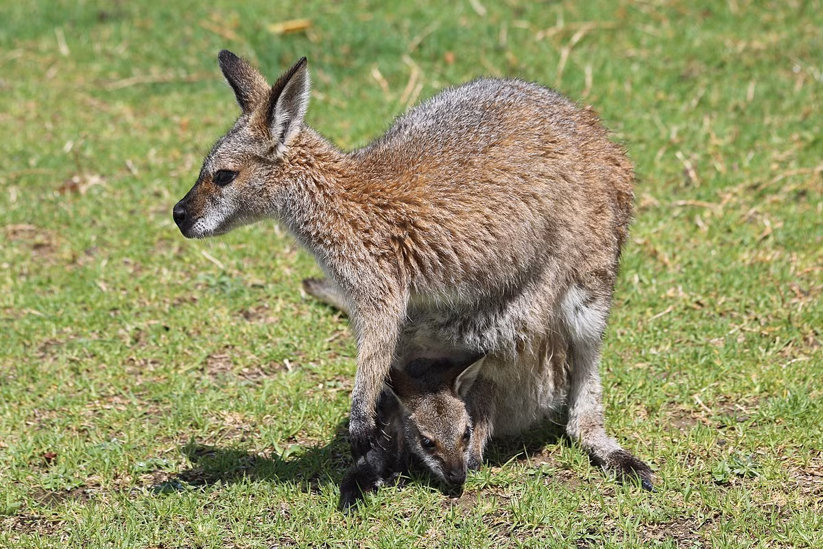 Wallaby cổ đỏ (Macropus rufogriseus) cao 66-92 cm, sống trong rừng và bụi rậm ven biển phía Đông Nam Australia, gồm cả các đảo Tasmania và vùng eo biển Bass. Wallaby là tên gọi của những loài chuột túi có ngoại hình giống kangaroo nhưng kích thước nhỏ hơn.