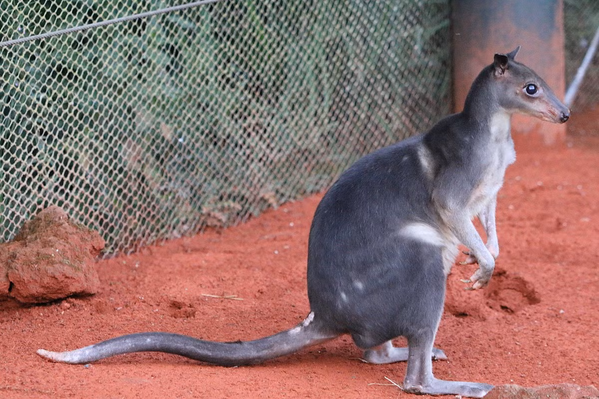 Wallaby rừng nâu (Dorcopsis muelleri) cao 24-30 cm, là loài đặc hữu của các rừng mưa đất thấp phía Tây New Guinea và ba đảo xa bờ. Chúng thường xuất hiện gần khu dân cư, là đối tượng săn bắn của người địa phương từ rất lâu đời.