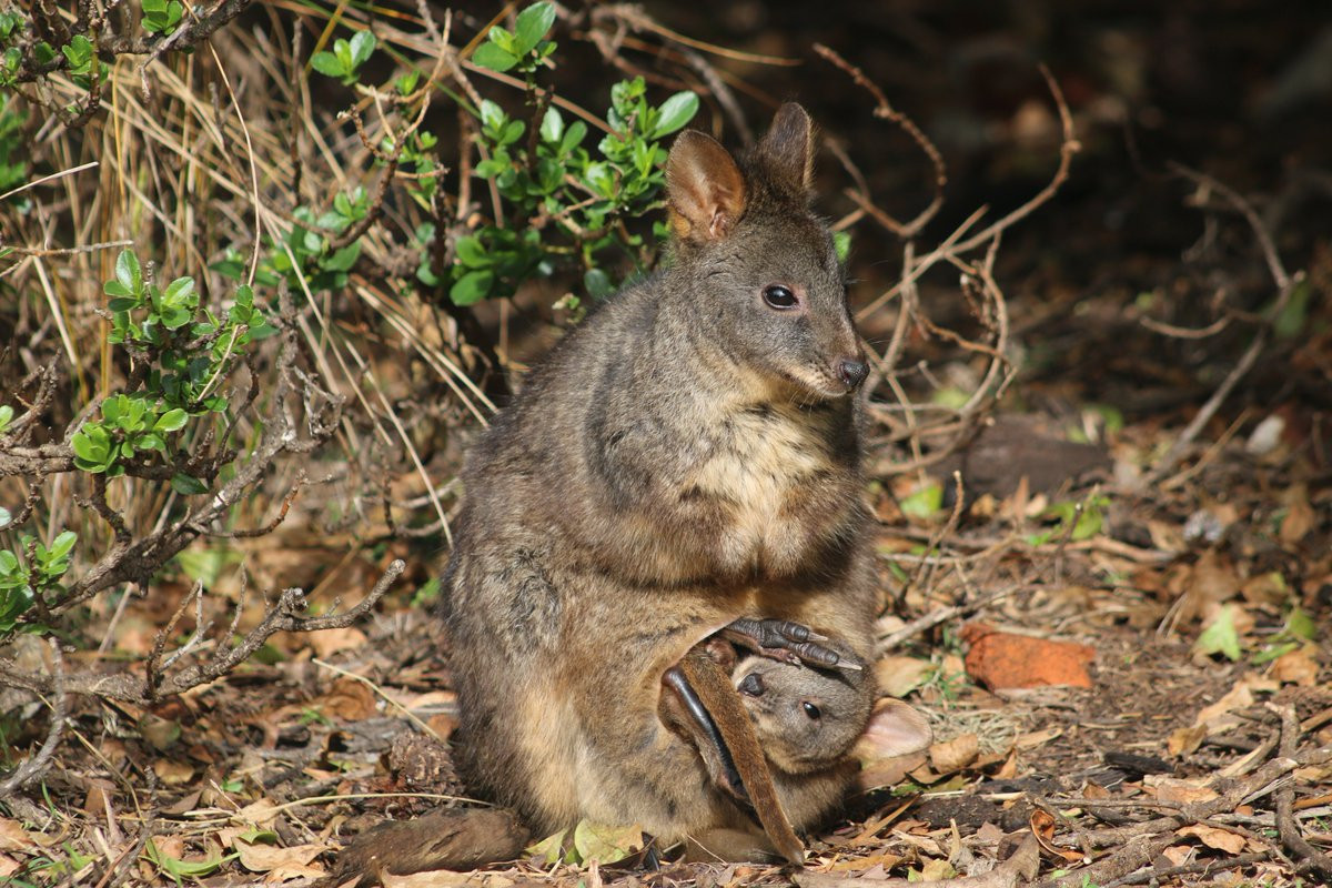 Wallaby nhỏ cổ đỏ (Thylogale thetis) cao 29-63 cm, sống trong các khu rừng phía Đông Australia. Chúng hay ra bìa rừng vào buổi tối để ăn cỏ, lá và chồi cây.
