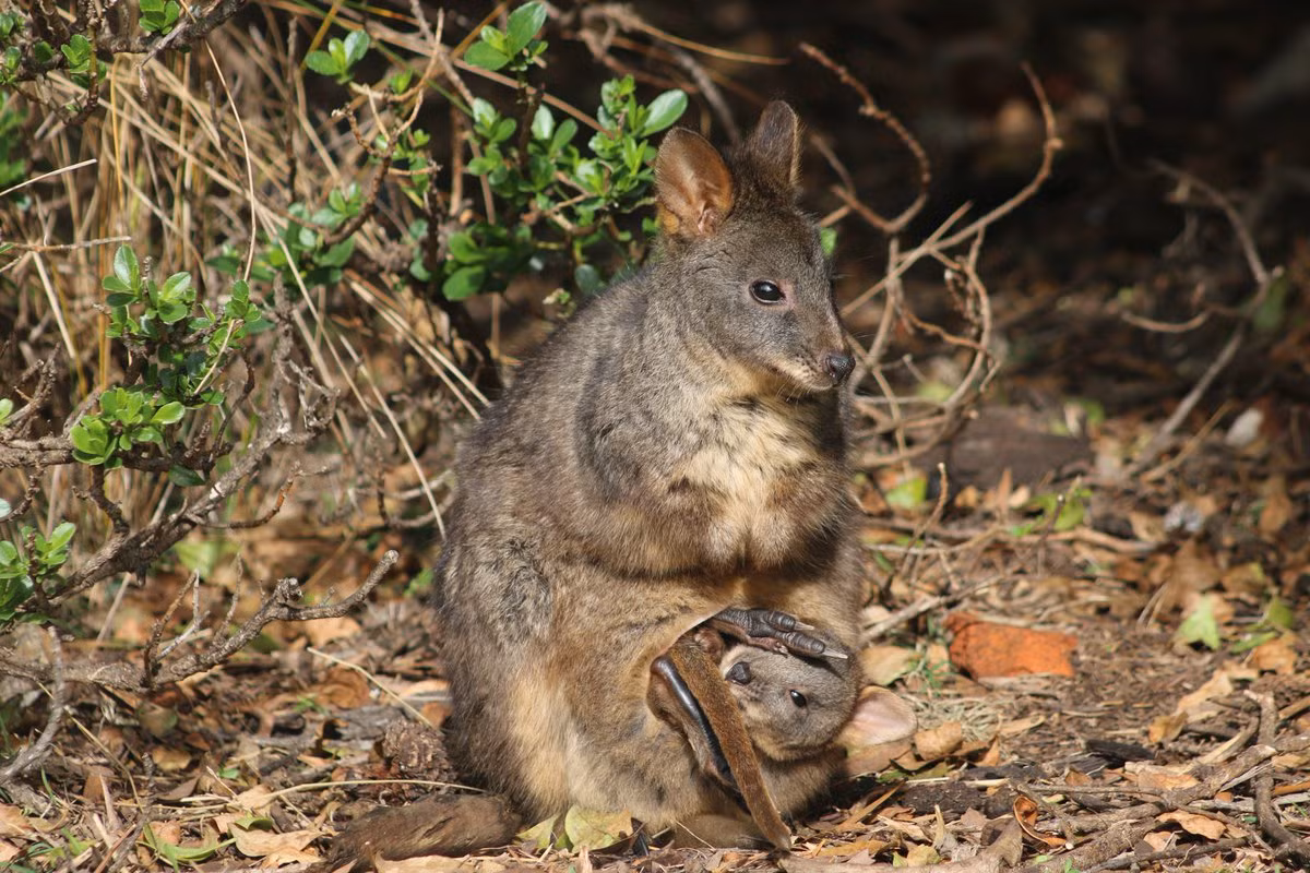 Wallaby nhỏ cổ đỏ (Thylogale thetis) cao 29-63 cm, sống trong các khu rừng phía Đông Australia. Chúng hay ra bìa rừng vào buổi tối để ăn cỏ, lá và chồi cây.