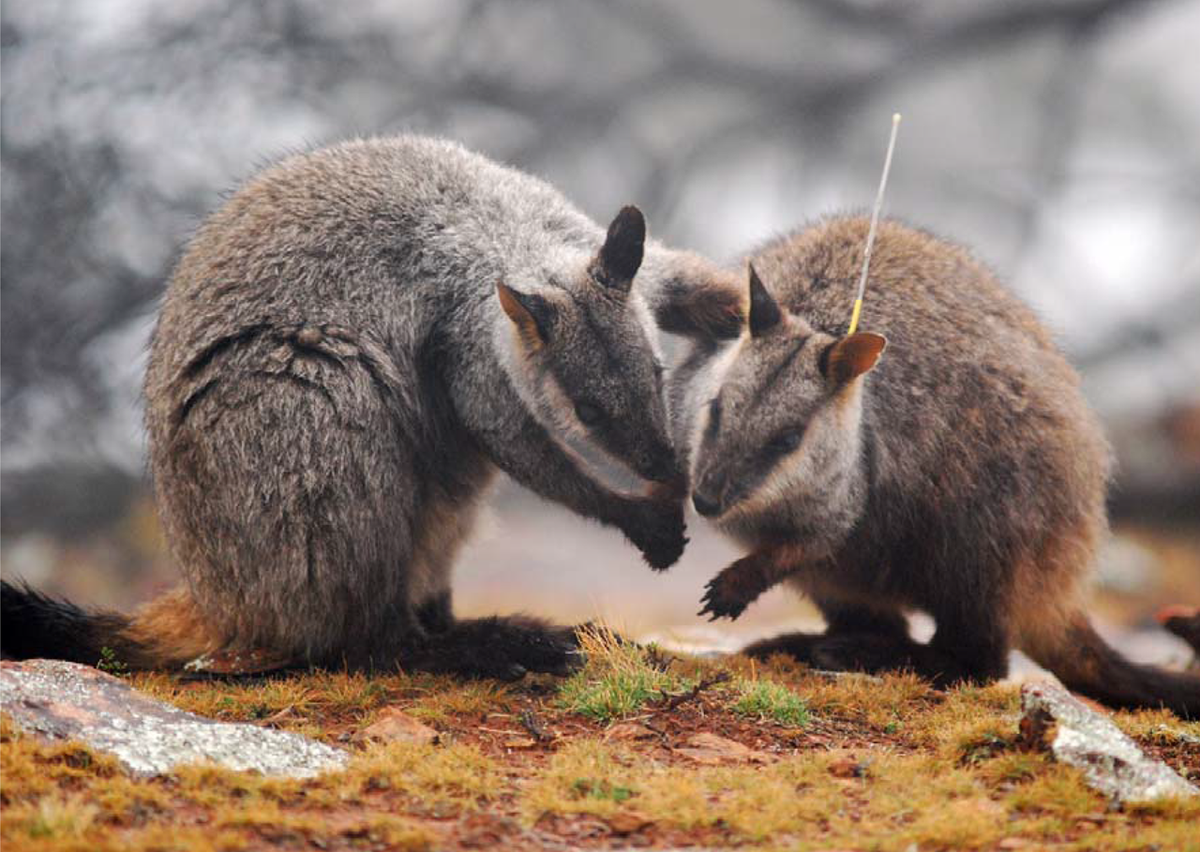 Wallaby đá đuôi chổi (Petrogale penicillata) cao 50-60 cm, cư trú ở Đông Nam Australia. Bàn chân sau của chúng có đệm xù xì để tăng độ bám khi nhảy nhót trên đá.