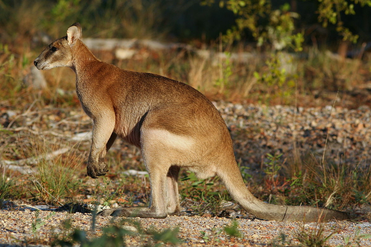 Wallaby nhanh nhẹn (Macropus agilis) cao 59-105 cm, phân bố ở cả Australia và New Guinea. Loài này cư trú trong rừng thưa và đồng cỏ.