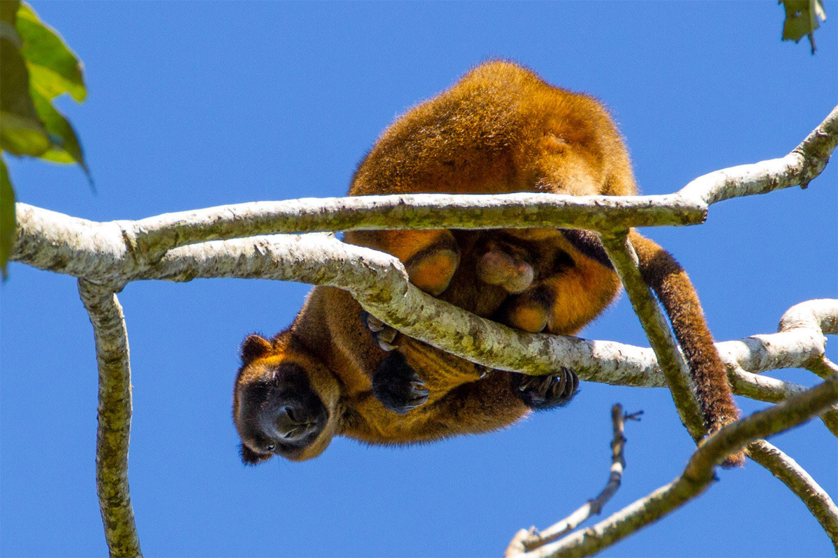 Chuột túi cây Lumholtz (Dendrolagus lumholtzi) dài 48-65 cm, xuất hiện ở các rừng mưa Queensland, Australia. Đây là loài chuột túi cây nhỏ nhất.