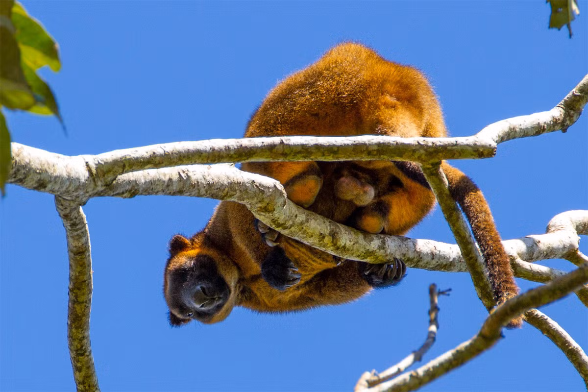Chuột túi cây Lumholtz (Dendrolagus lumholtzi) dài 48-65 cm, xuất hiện ở các rừng mưa Queensland, Australia. Đây là loài chuột túi cây nhỏ nhất.