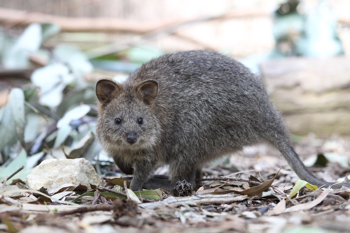 Quokka (Setonix brachyurus) dài 40-54 cm, xuất hiện ở các đảo Rottnes và Bald, ngoài khơi bờ biển Tây Nam Australia. Chúng có đuôi ngắn so với đa phần các loài chuột túi, leo trèo được ở các cây thấp.