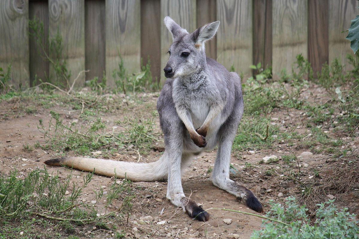 Wallaroo đá (Macropus robustus) cao 0,8-1,4 mét, phân bố rộng hầu khắp lục địa Australia. Wallaroo là tên gọi của các loài chuột túi có kích cõ nhỏ hơn kangaroo và lớn hơn wallaby.