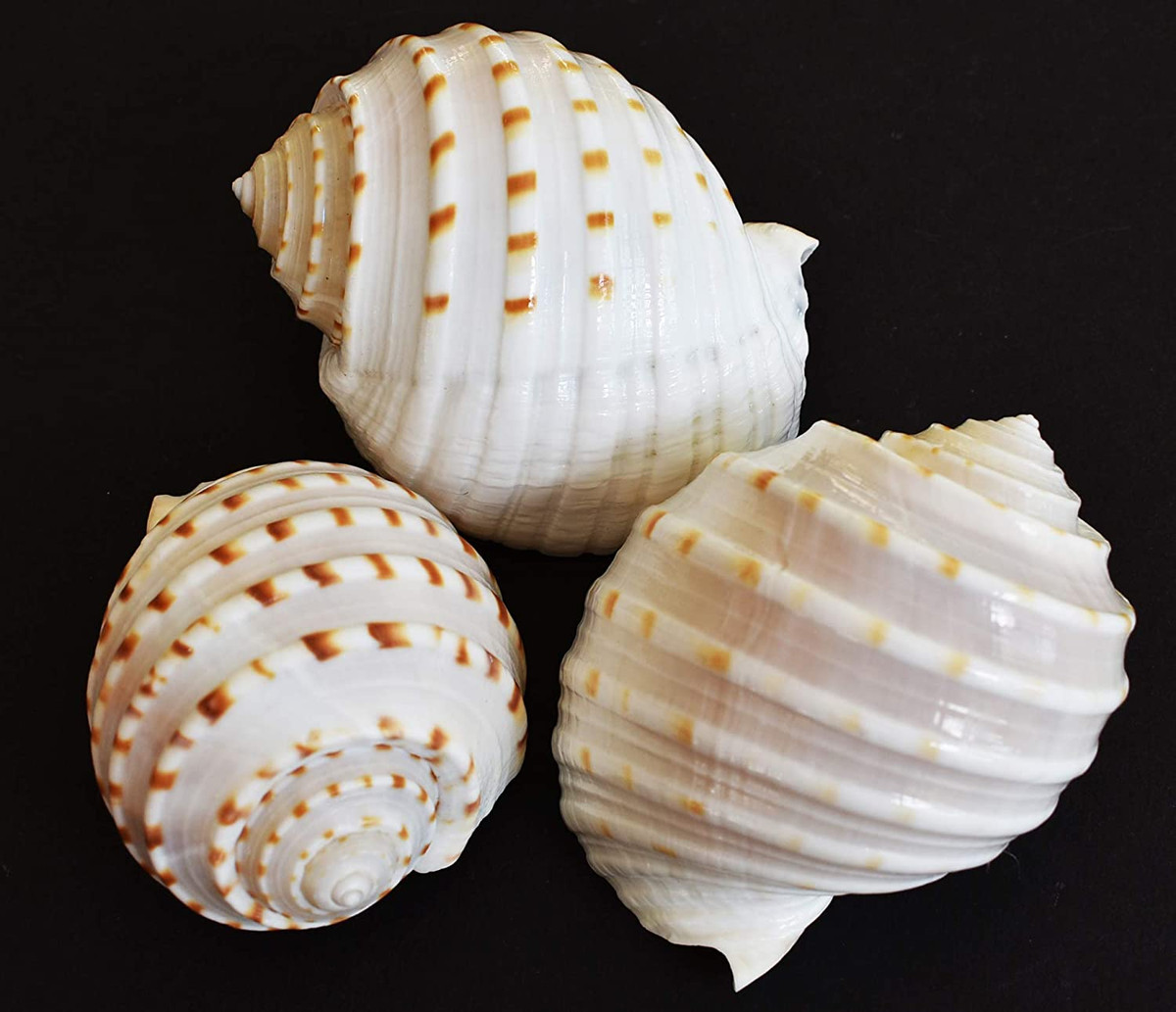 Ống giấm (Tonna dolium) dài 10-18 cm, phân bố ở Ấn Độ Dương - Tây Thái Bình Dương. Vỏ của loài ốc này có các khía chạy song theo đường xoắn ốc, mỏng và nhẹ hơn đa số loài ốc biển khác.