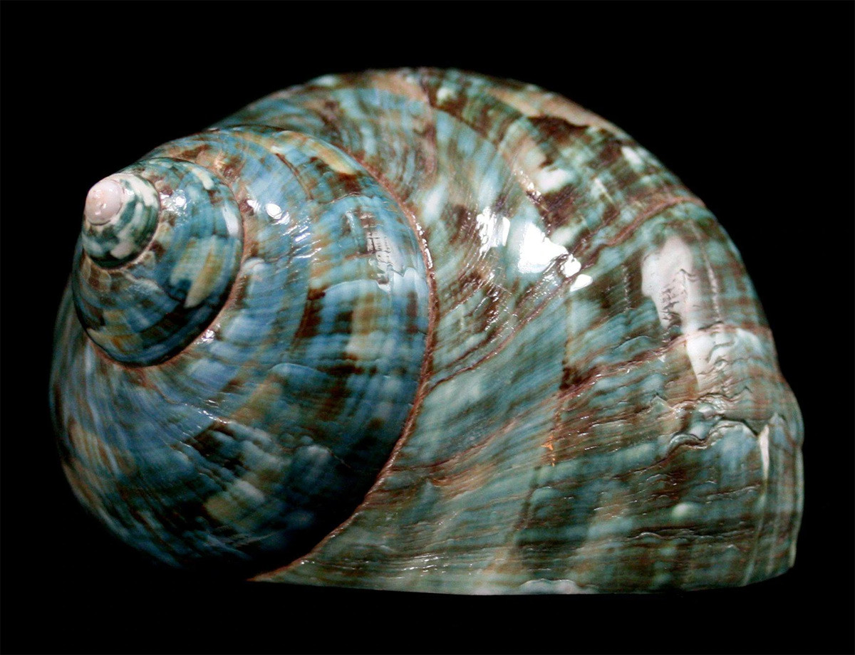 Ốc xà cừ xanh (Turbo marmoratus) dài 8-22 cm, phân bố ở vùng biển Đông Ấn Độ, Đông Nam Á và Bắc Australia. Với lớp vỏ có lớp xà cừ rất dày, chúng được đánh bắt như một nguồn cung cấp xà cừ phục vụ ngành chế tác đồ trang sức.