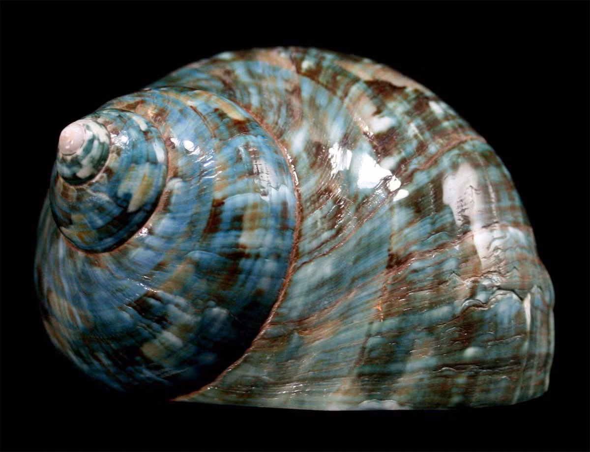 Ốc xà cừ xanh (Turbo marmoratus) dài 8-22 cm, phân bố ở vùng biển Đông Ấn Độ, Đông Nam Á và Bắc Australia. Với lớp vỏ có lớp xà cừ rất dày, chúng được đánh bắt như một nguồn cung cấp xà cừ phục vụ ngành chế tác đồ trang sức.