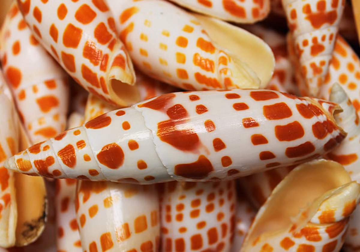 Ốc măng (Mitra mitra) dài 10-15 cm, phân bố rộng ở khu vực Ấn Độ Dương - Thái Bình Dương. Là kẻ săn mồi, loài ốc có hình dáng dễ nhận biết này tích cực săn các loài ốc nhỏ hơn ở vùng biển nông.