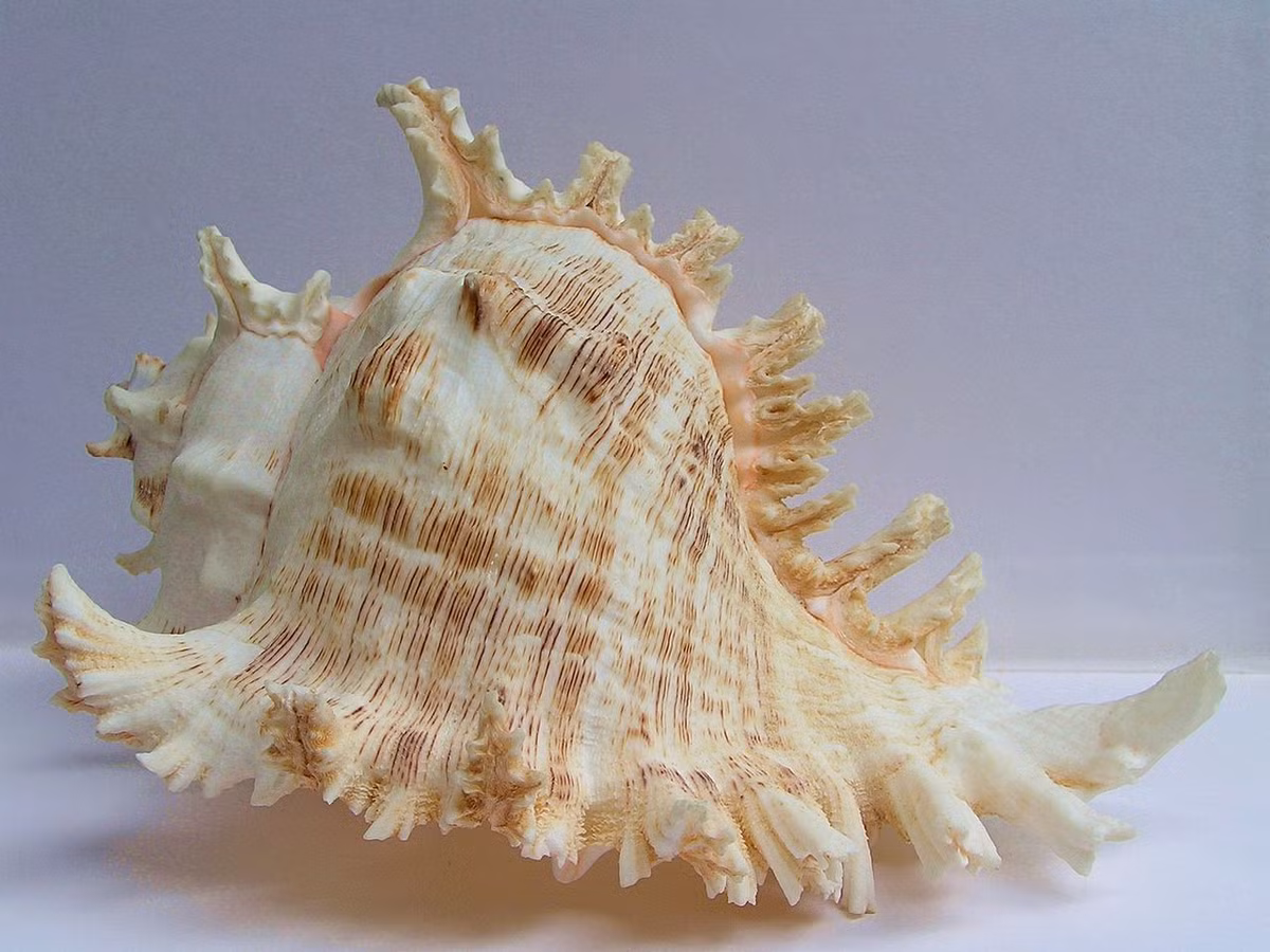 Ốc gai trắng (Chicoreus ramosus) dài 10-33 cm, được tìm thấy ở Ấn Độ Dương và Tây Thái Bình Dương. Ở Ấn Độ, loài ốc này là một nguồn thực phẩm có giá trị.