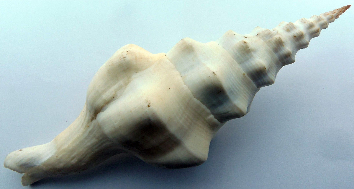 Ốc mỏ chim Undatus (Cyrtulus undatus) dài 6-25 cm, phân bố ở Ấn Độ Dương - Tây Thái Bình Dương. Là loài ăn thịt, chúng săn các loài thân mềm khác cùng giun và bọ biển.