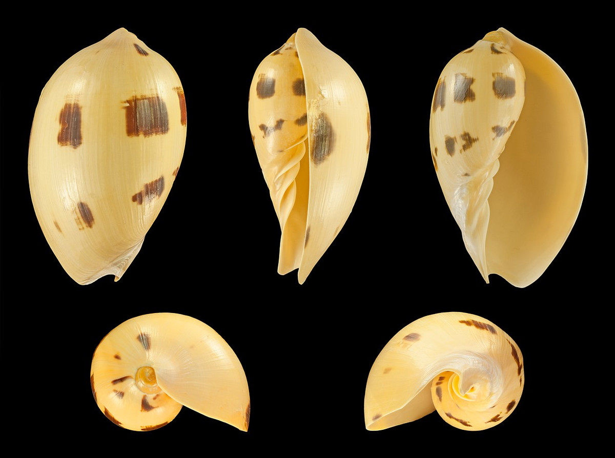 Ốc giác (Melo melo) dài 15-35 cm, phân bố ở Đông Nam Á. Loài ốc này tạo ra một loại ngọc màu cam, có giá trị rất cao trên thị trường quốc tế. Ngoài ra chúng cũng được khai thác để làm thực phẩm.