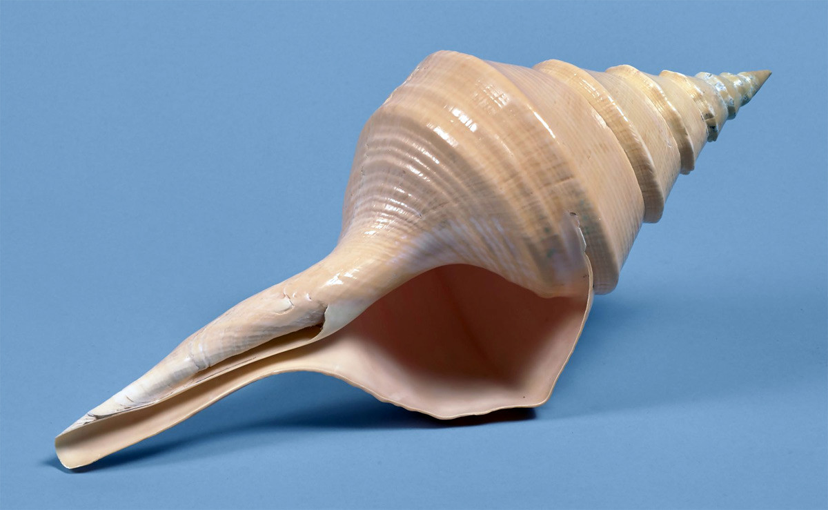 Ốc kèn Australia (Syrinx aruanus) dài 20-90 cm, được ghi nhận ở vùng biển Bắc Australia. Là loài động vật chân bụng có vỏ lớn nhất thế giới, chúng có thể nặng tới 18 kg. Do kích thước lớn, chúng rất nổi tiếng trong giới sưu tầm vỏ ốc biển.