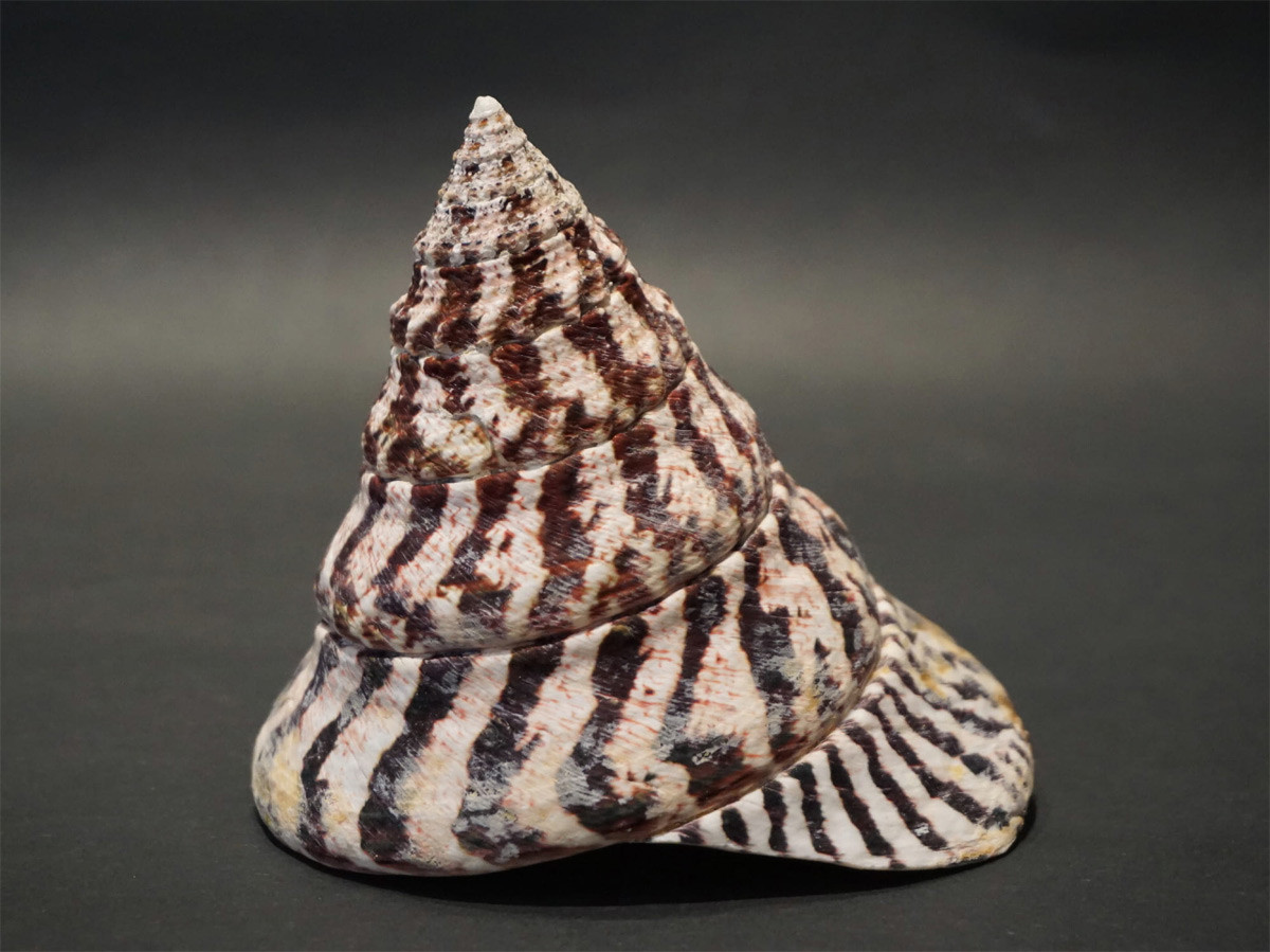 Ốc đụn cái (Tectus niloticus) dài 8-12 cm, phân bố ở Ấn Độ Dương - Thái Bình Dương. Có lớp xà cừ dày, loài ốc biển này được khai thác với số lượng lớn để làm đồ trang sức, quà lưu niệm hoặc thực phẩm.