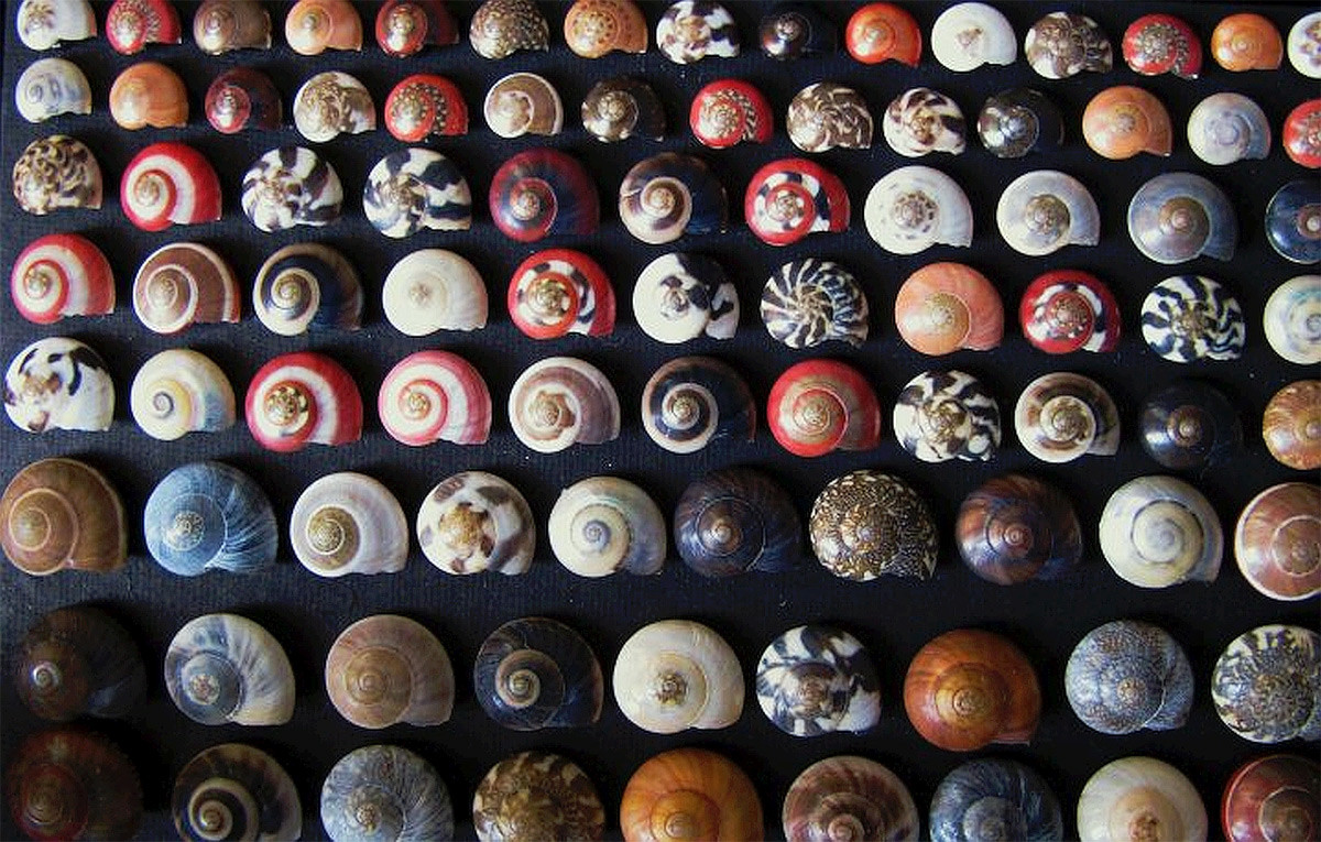 Ốc ruốc (Umbonium vestiarium) dài 0,5-2 cm, sống trong cát ở khu vực Ấn Độ Dương - Thái Bình Dương. Có màu sắc và hoa văn rất đa dạng, chúng là đối tượng sưu tầm ưa thích của một số người.