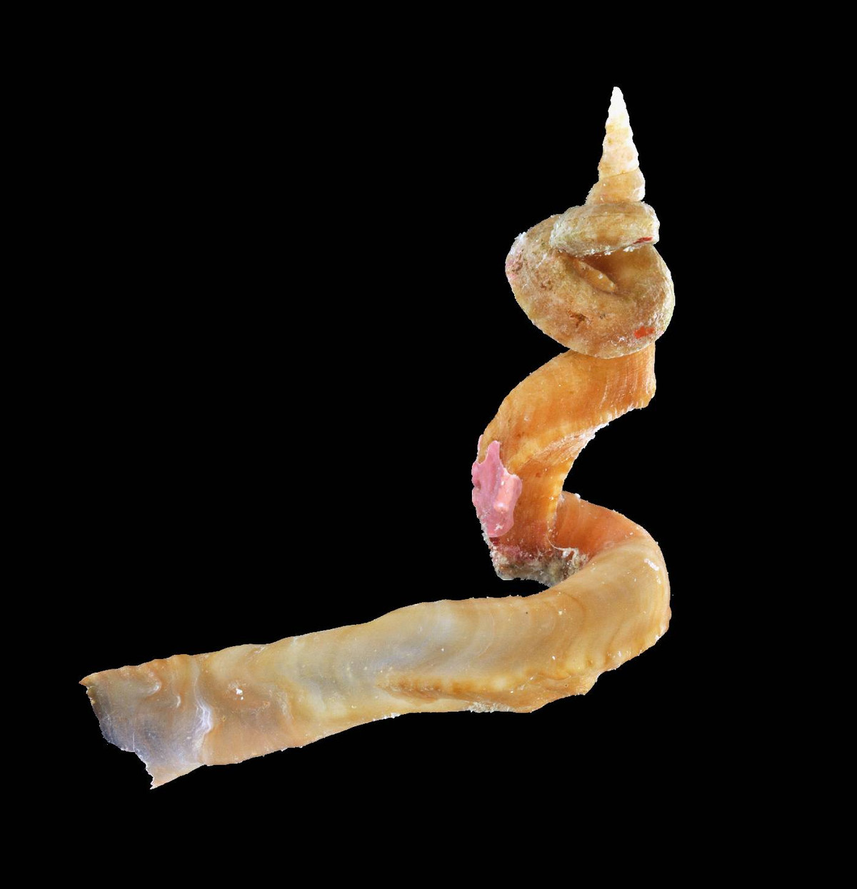 Ốc giun Caribbean (Vermicularia spirata) dài 3-16 cm, phân bố ở vùng biển Caribbean. Cá thể đực của chúng có dạng xoắn lỏng, trôi nổi tự do trước khi bám vào một giá thể, thường là hải miên. Sau đó chúng phát triển thành cá thể cái có kích thước lớn hơn, sống cố định một chỗ.